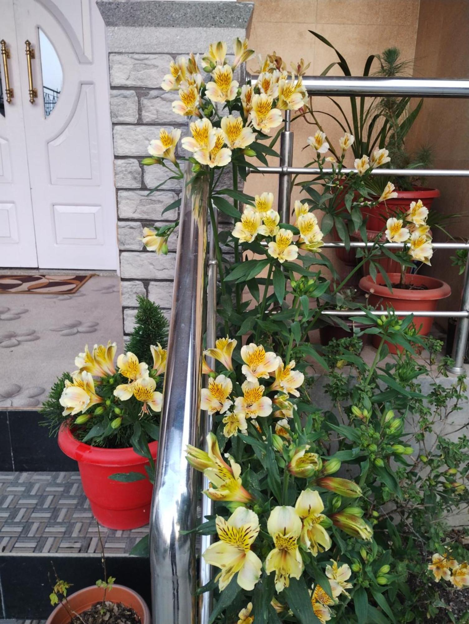 Tranquil Retreat Homestay Ghum Esterno foto
